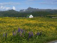 Lupinen und blühende Wiesen - Lofoten